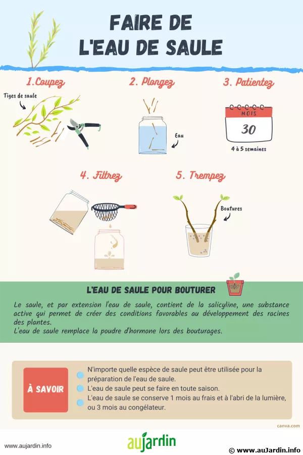 L'eau de saule