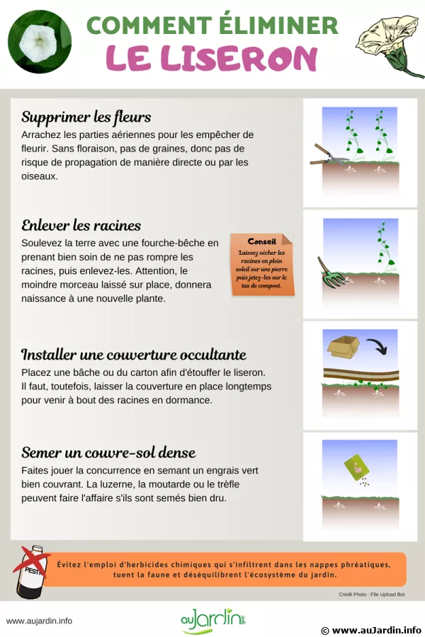 Comment liminer le Liseron ?