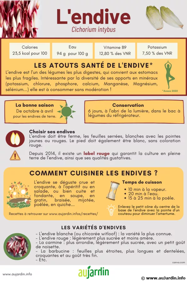 L'endive, un lgume incontournable de l'hiver