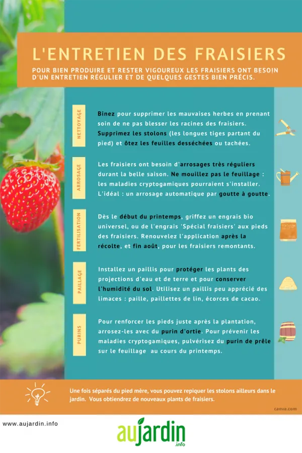 L'entretien des fraisiers