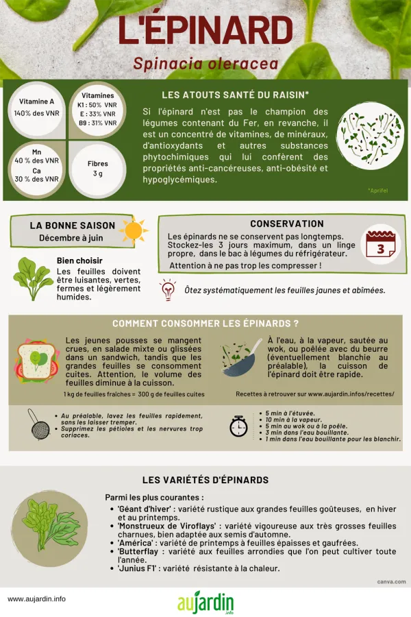 L'pinard frais, une importante source de vitamines et de minraux