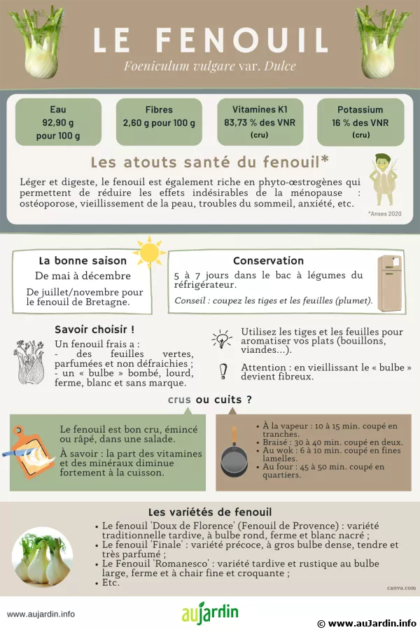 Fenouil (bulbe), une saveur anise bonne pour la sant