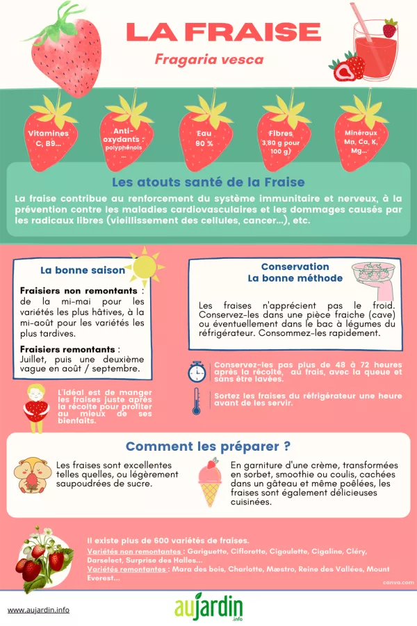 La fraise, un fruit savoureux, parfum et gnreux