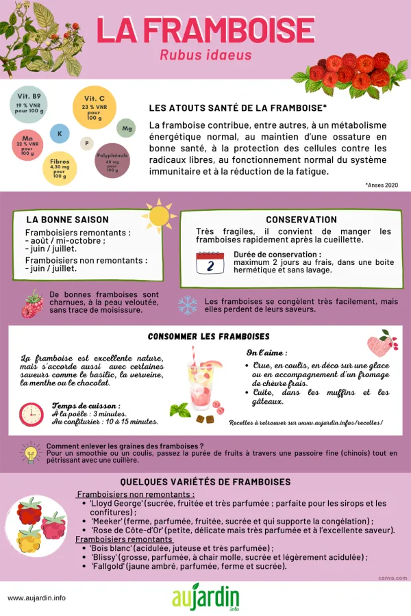 La framboise, un fruit juteux, savoureux et gorg de nutriments