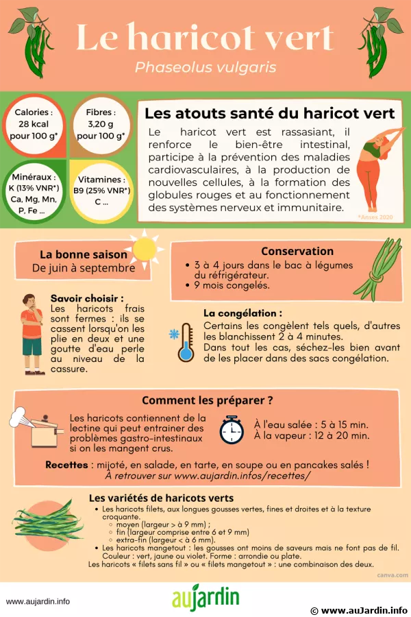 Haricot vert, un lgume facile  conserver