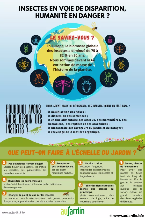 Insectes en voie de disparition, humanit en danger ?