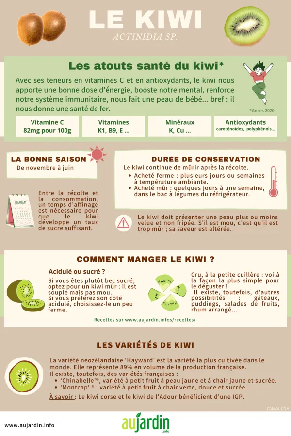 Le kiwi, un fruit bourr de vitamines pour affronter l'hiver
