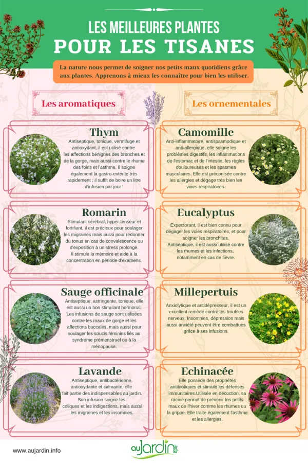 Les meilleures plantes pour les tisanes