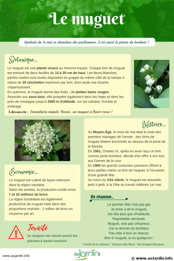 Le muguet, fleur symbole du 1er mai