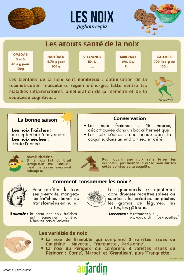 La noix, un fruit riche en omga 3