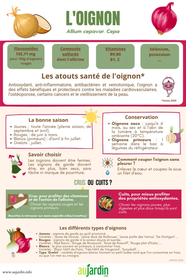 L'oignon commun, pour pleurer et se faire du bien