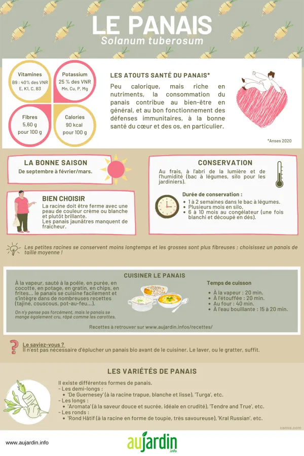 Le panais, un mal aim aux vertus nutritionnelles et gustatives