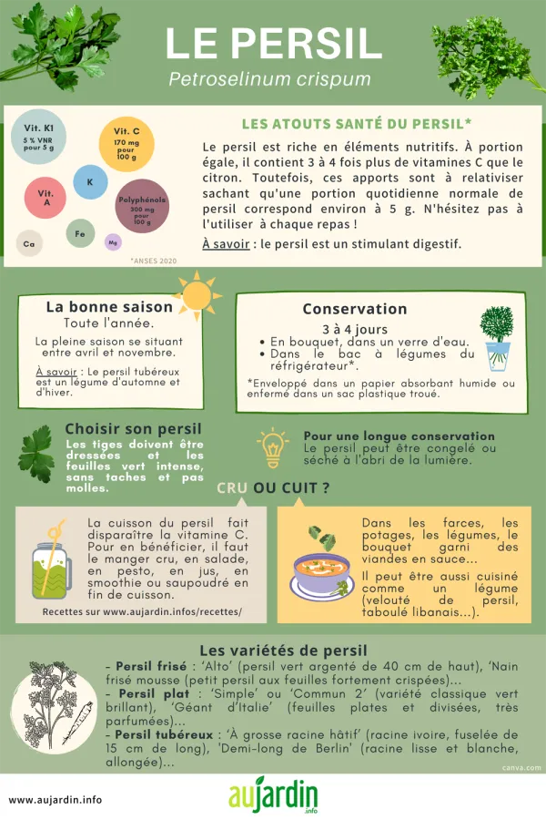Le persil fris ou plat, incontournable au potager