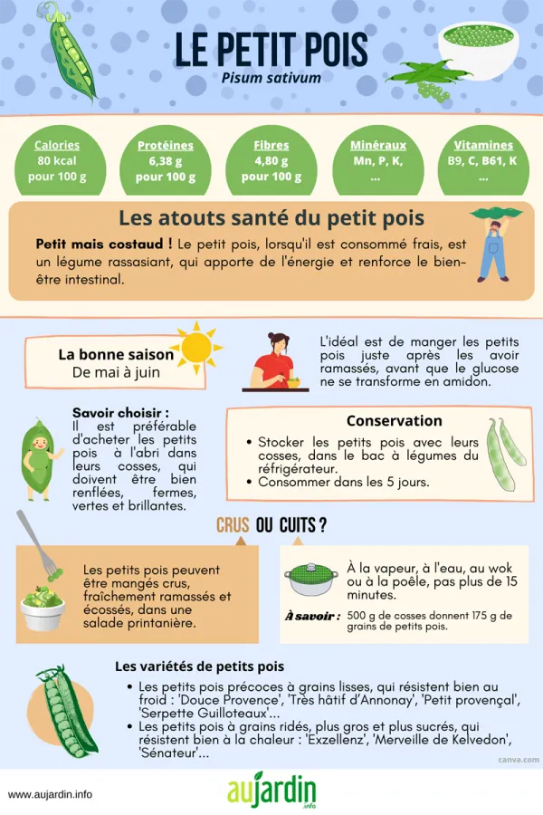 Le petit pois, rassasiant et nergtique