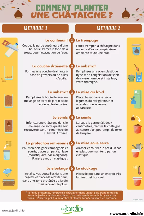 Comment planter une chtaigne ?