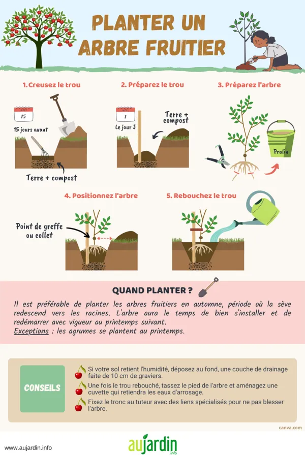 Planter un arbre fruitier