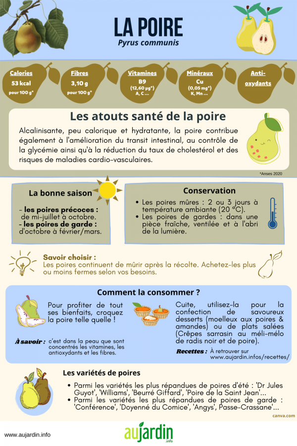 Poire : quels bienfaits pour la santé ?