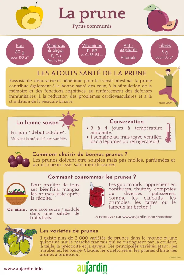 Les prunes, bleues, jaunes, rouges ou vertes... des fruits revitalisants