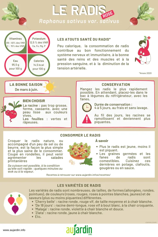 Les petits radis roses (radis de tous les mois)