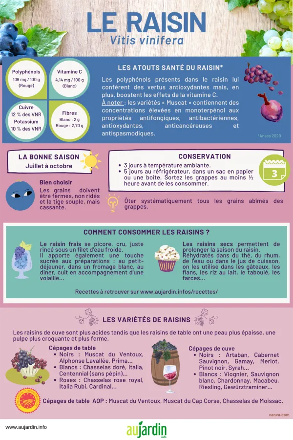 Le raisin, le roi de la corbeille de fruits