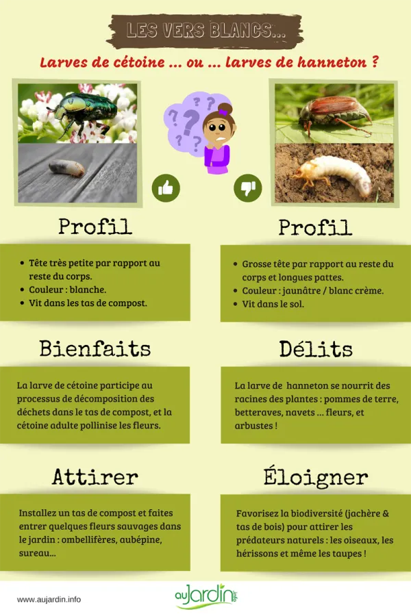 Les vers blancs... Ctoine ou Hanneton ?