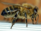Retour en grce de notre abeille noire