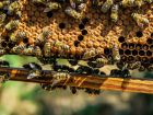 Questions fréquentes sur l'apiculture
