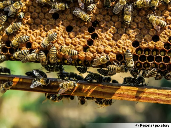 Des abeilles au travail sur un cadre...