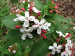 Ab�lia parfum�, Abelia mosanensis