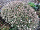 Ablie  grandes fleurs, Abelia x grandiflora