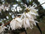 Forsythia blanc de Corée, Abélie de Corée, Abeliophyllum distichum