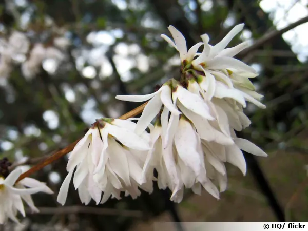 Forsythia blanc de Core, Ablie de Core, Abeliophyllum distichum