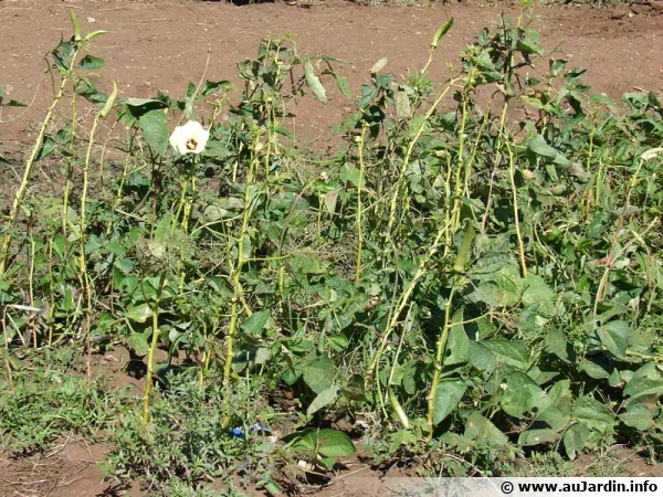 Le gombo est un légume annuel à la floraison magnifique méconnu