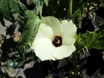 Okra, Gombo, Abelmoschus esculentus