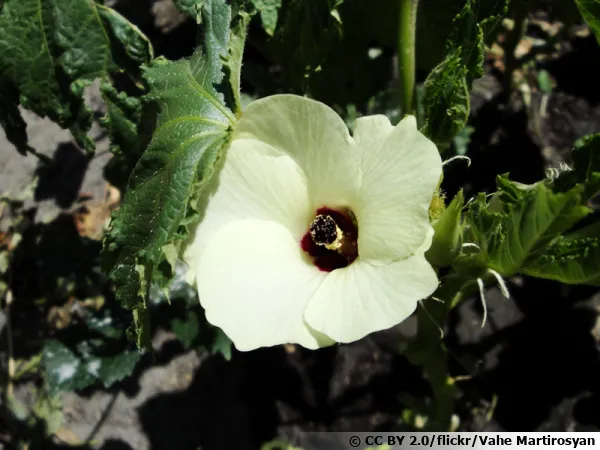 Okra, Gombo, Abelmoschus esculentus