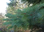 Sapin du Colorado, Abies concolor