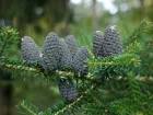 Sapin de Core, Abies koreana
