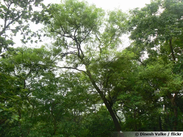 L'Acacia polyacantha est une espèce utilisé pour la production de la gomme arabique