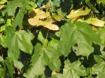 Érable champêtre, Acer campestre