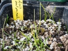 Comment semer des plantes vivaces trs simplement ?