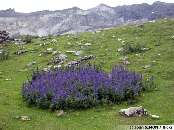 Aconitum napellus
