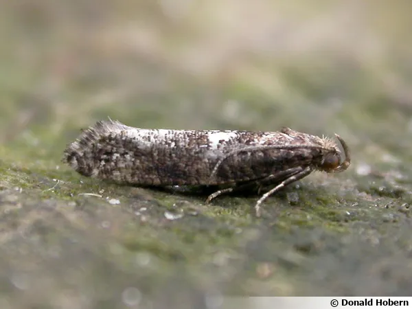 Teigne du poireau, Acrolepiopsis assectella
