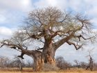Baobab africain, Arbre bouteille, Adansonia digitata
