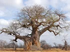 Baobab africain, Arbre bouteille, Adansonia digitata