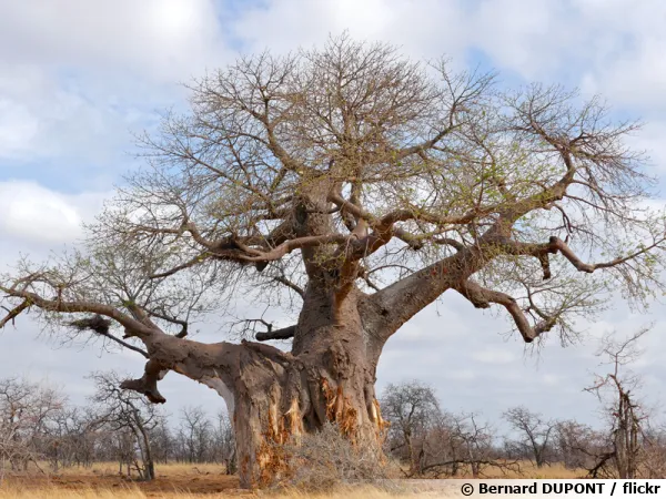 Baobab africain, Adansonia digitata en Afrique