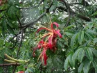 Baobab de Madagascar, Baobab malgache, Mbuiu Mkoundrou, Adansonia madagascariensis