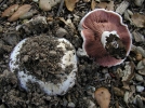 Les champignons des villes