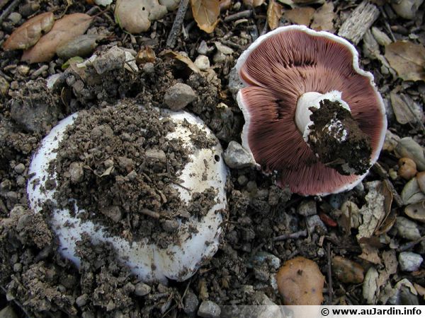 L'Agaric des trottoirs une prouesse adaptative citadine des plus spectaculaires parmi le monde fongique