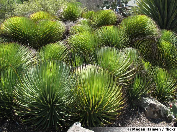 Agave hrisson, Agave stricta