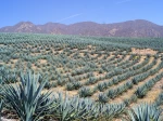 Agave bleu, Agave � t�quila, Agave tequilana